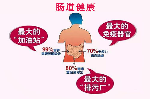 该如何保护肠道健康