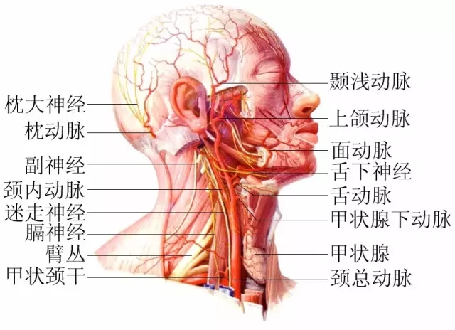 脖子才是身体最致命的位置！